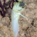 jawfish_yellowhead_bcf_nwp_v_0207_tci2133.jpg